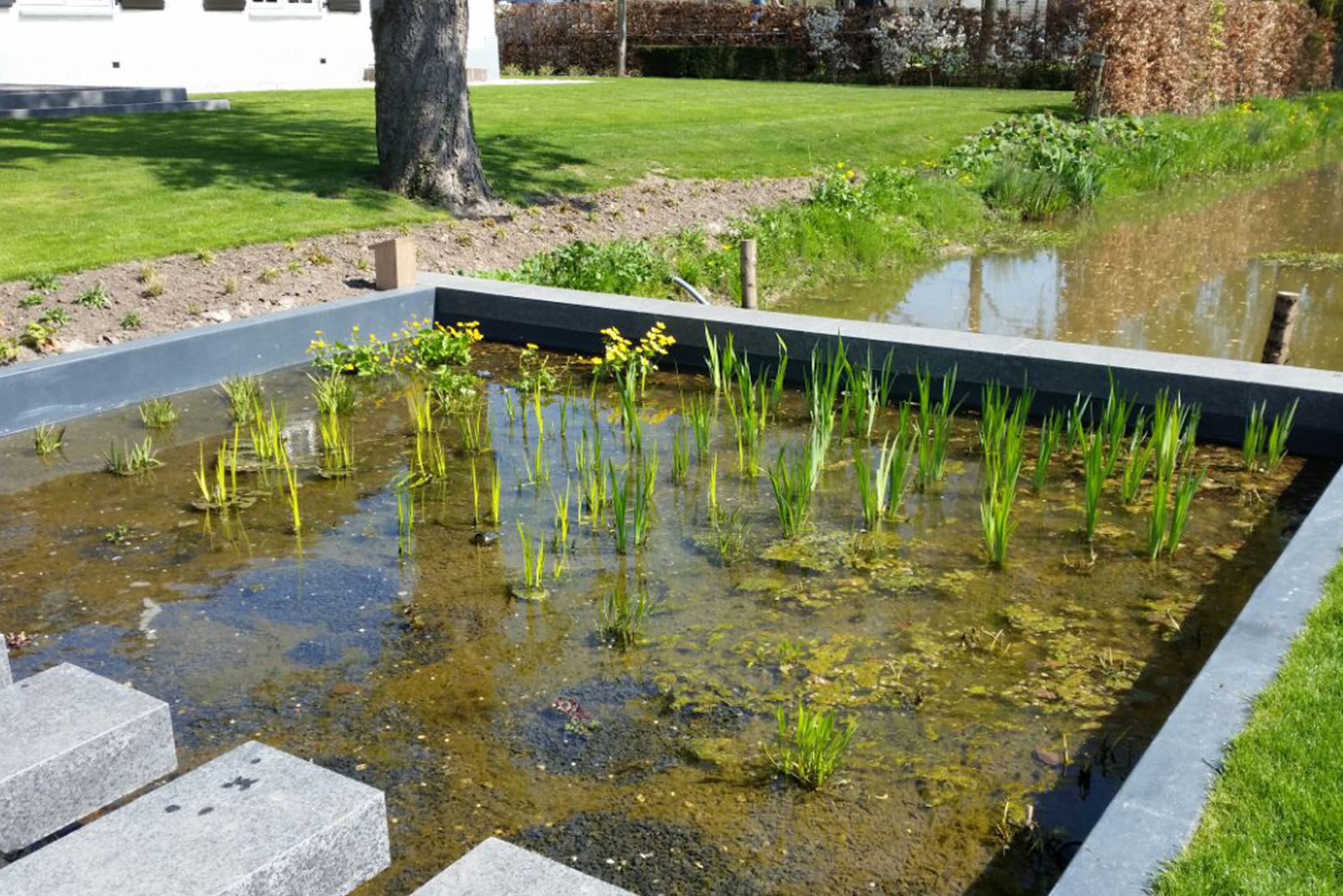 Zwemvijver_plantenfilter