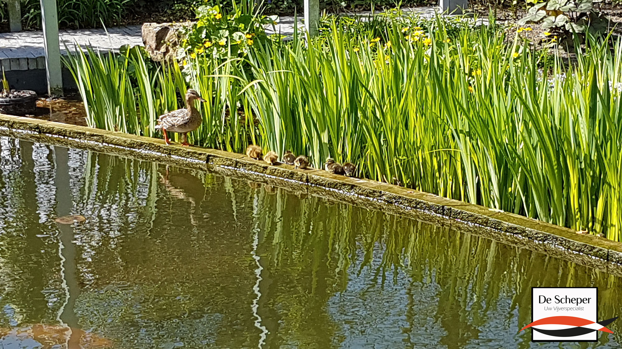 Eenden in plantenfilter van vijver