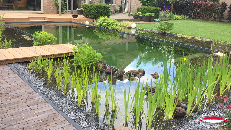 Welke planten voor plantenfilter zwemvijver