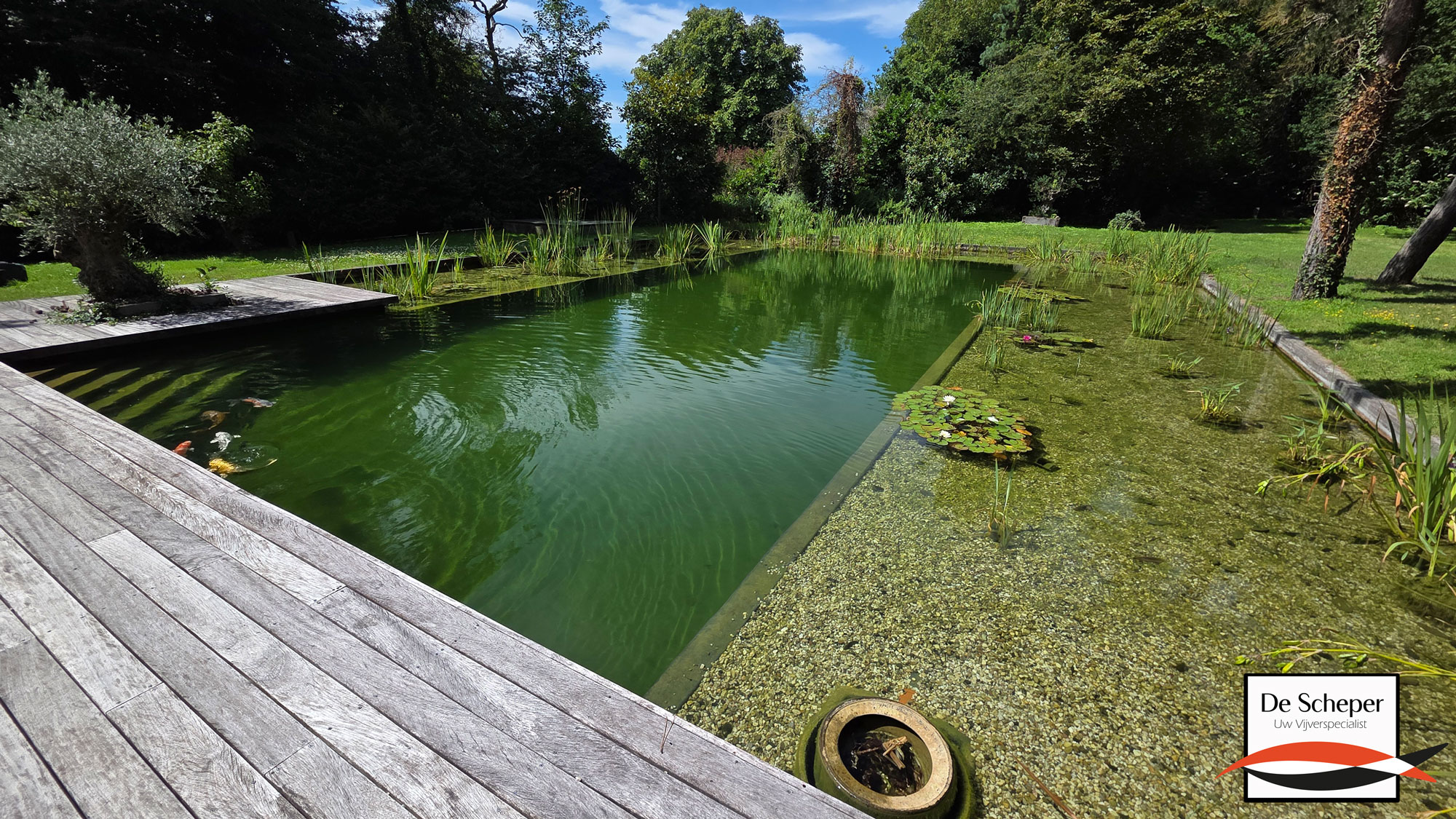 Biologisch Gefilterd Natuurlijk Zwembad Detail van biologisch gefilterd natuurlijk zwembad zonder chloor, met plantenfilter en helder zwemgedeelte.