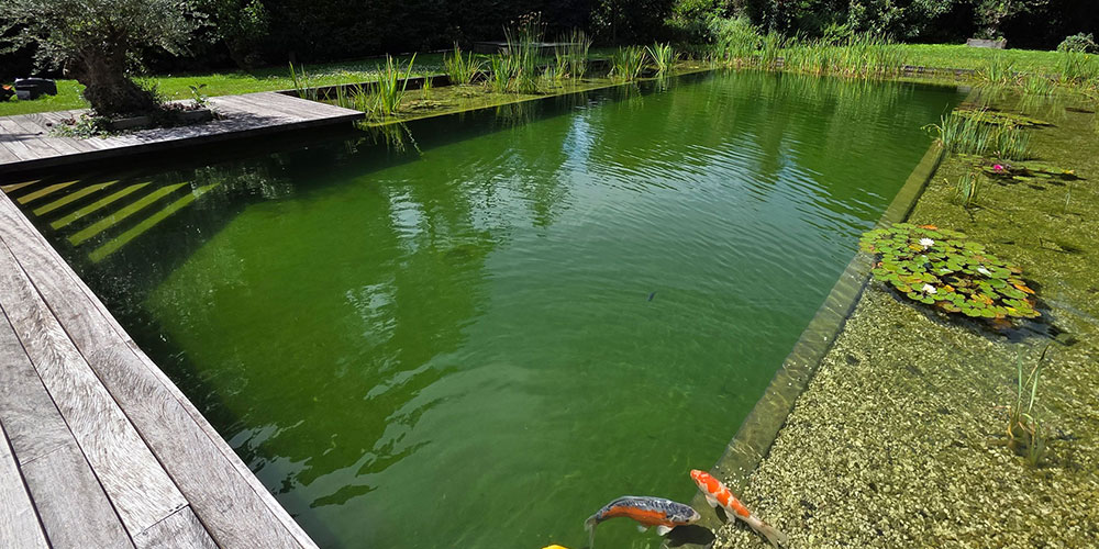 Detail-van-Plantenfilter-en-Zwemgedeelte Detail van Natuurlijk Zwembad met biologische plantenfilter, natuurlijke materialen en helder zwemwater zonder chloor.