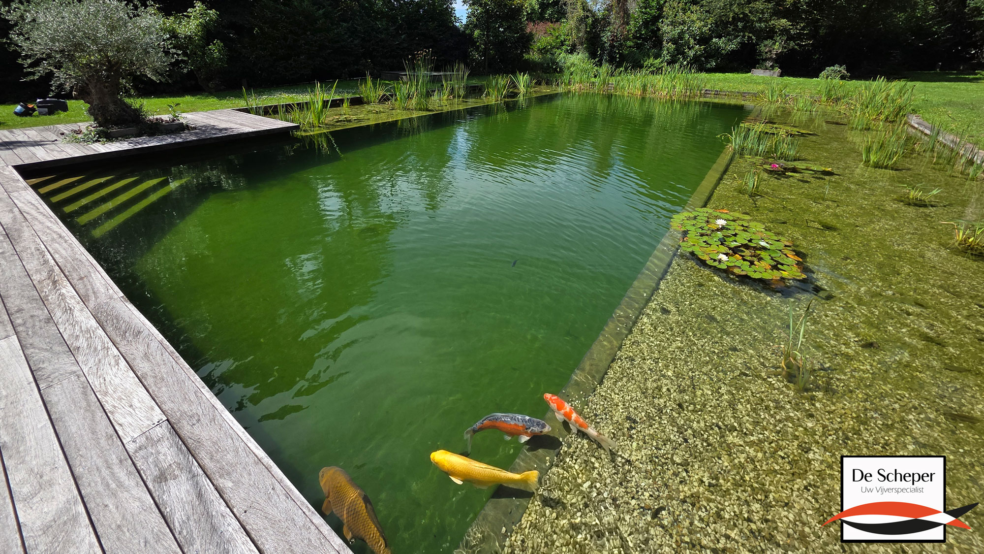 Natuurlijk Zwembad met Houten Terras Natuurlijk zwembad met ruim houten terras en groene beplanting rondom voor een rustige, natuurlijke uitstraling.