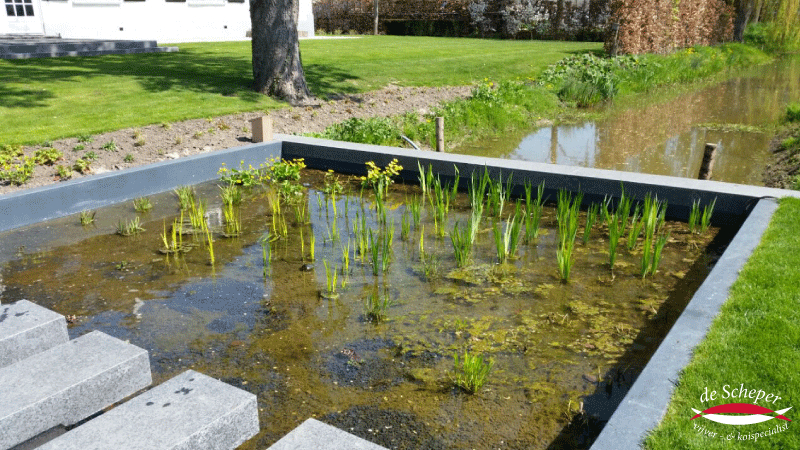 Plantenfilter en Waterzuivering Detail van biologische plantenfilter die water uit de zwemvijver zuivert en terugpompt.