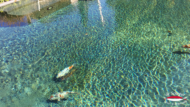 Sierlijke zwemvijver met vissen Sierlijke natuurlijke zwemvijver met helder water en kleurrijke vissen, geïntegreerd in een organische tuinomgeving.