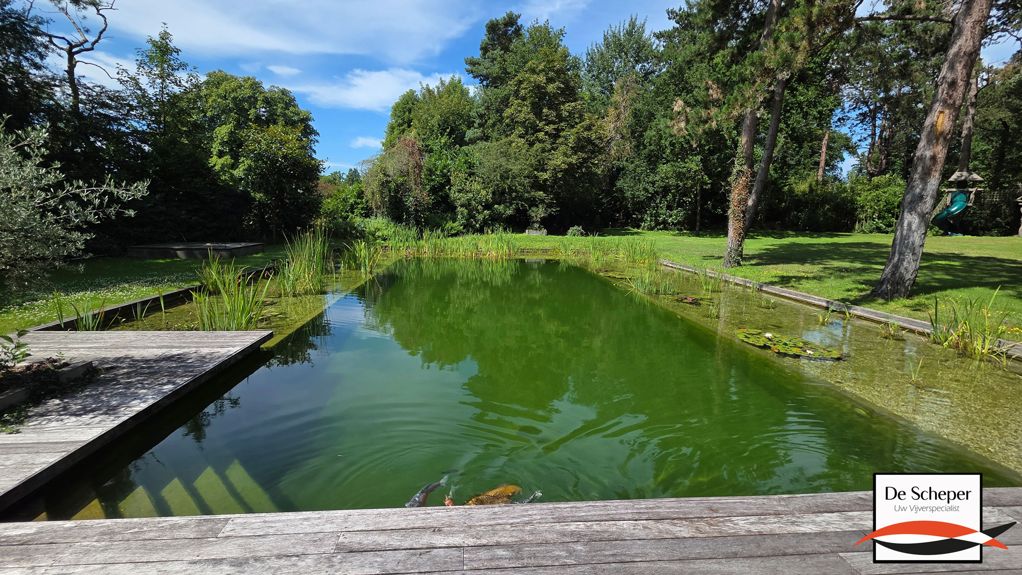 Strakke Zwemvijver in Moderne Tuin Natuurlijk zwembad in moderne tuin met strakke lijnen, houten vlonder en geïntegreerde plantenfilterzone.