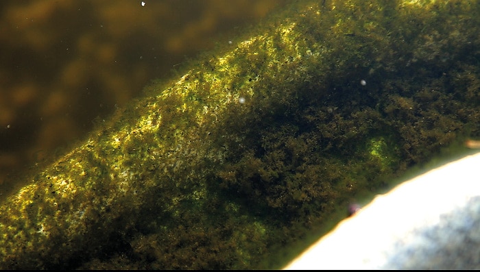 Afgestorven draadalgen in zwemvijver