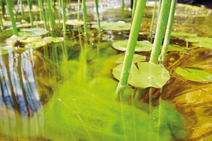 Bodem niet te zien in zwemvijver door zweefalgen Groene zwemvijver