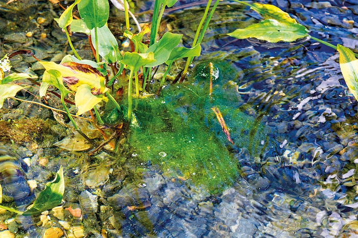 Draadalgen in plantenfilter zwemvijver