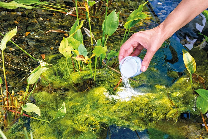 Draagalg middel toevoegen aan zwemvijver