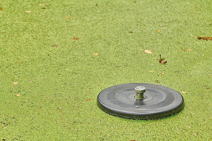 Troebele zwemvijver vol met algen Eendekroos in zwemvijver