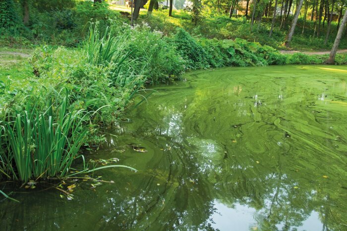 UV lamp tegen zweefalgen in zwemvijver