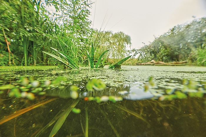 Verschillende soorten algen in zwemvijver Troebele zwemvijver