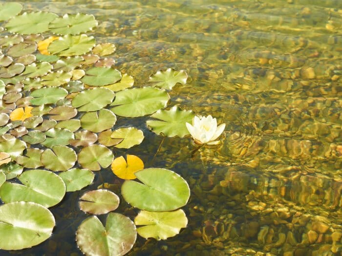 Zwemvijver is niet helder door algen Algen in zwemvijver